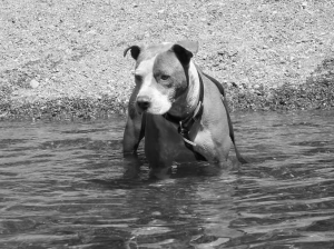 dog puppypitbull swimming water veterinary services 