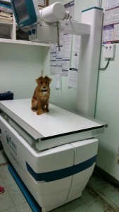pickles dog affordable veterinary xray radiographs