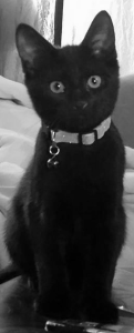 black cat kitten affordable veterinary